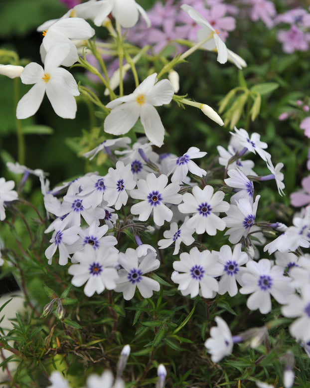 Phlox 'Bavaria'