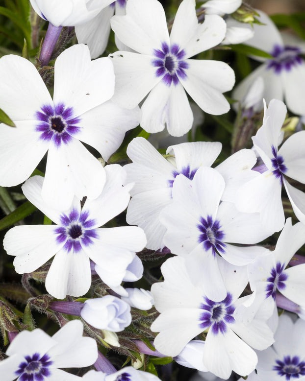 Phlox 'Bavaria'