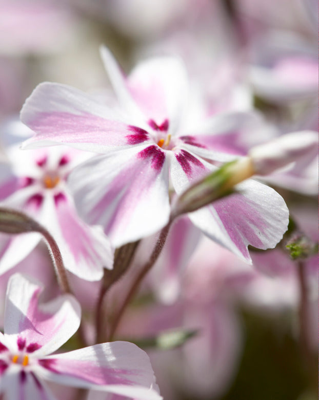 Phlox 'Candy Stripe'