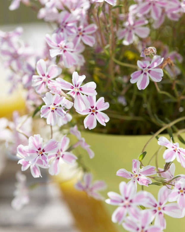 Phlox 'Candy Stripe'