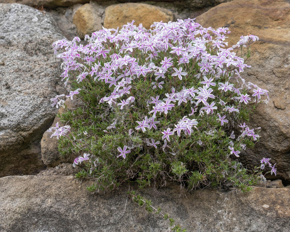 Phlox 'Candy Stripe'
