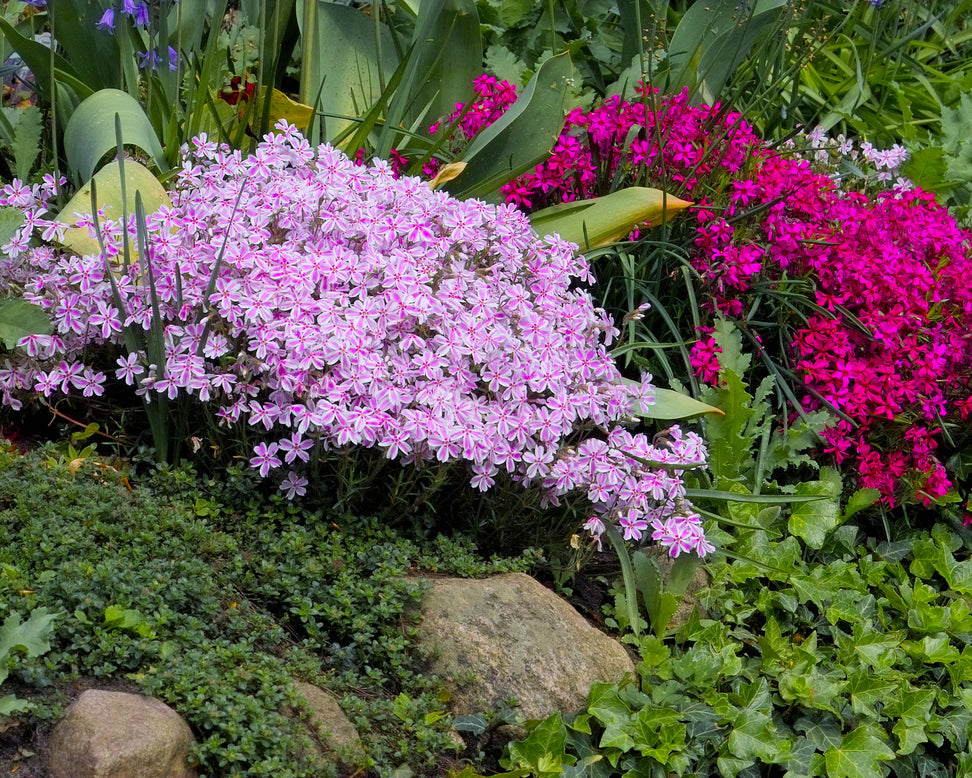 Phlox 'Candy Stripe'