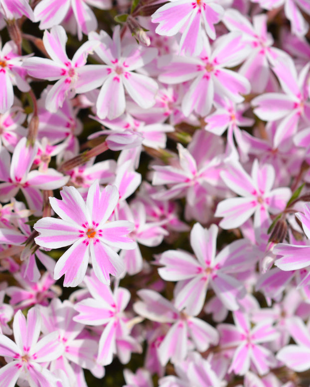Phlox 'Candy Stripe'