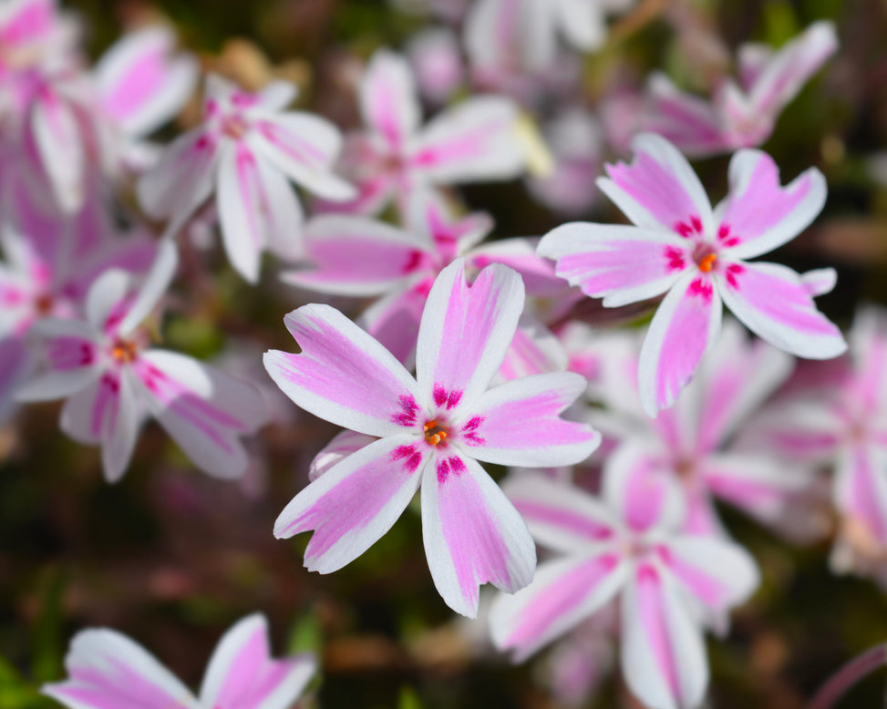Phlox 'Candy Stripe'