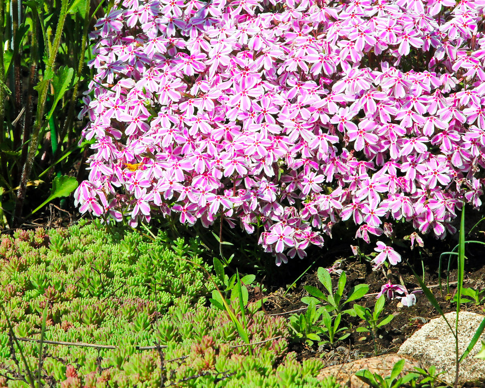 Phlox 'Candy Stripe'