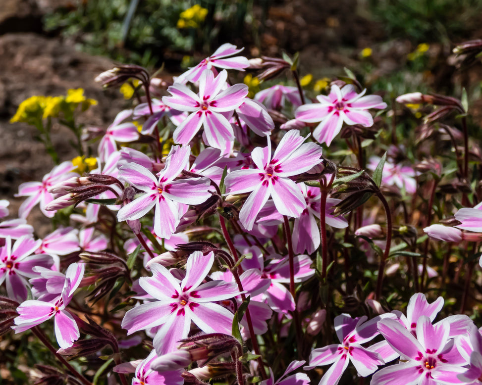 Phlox 'Candy Stripe'