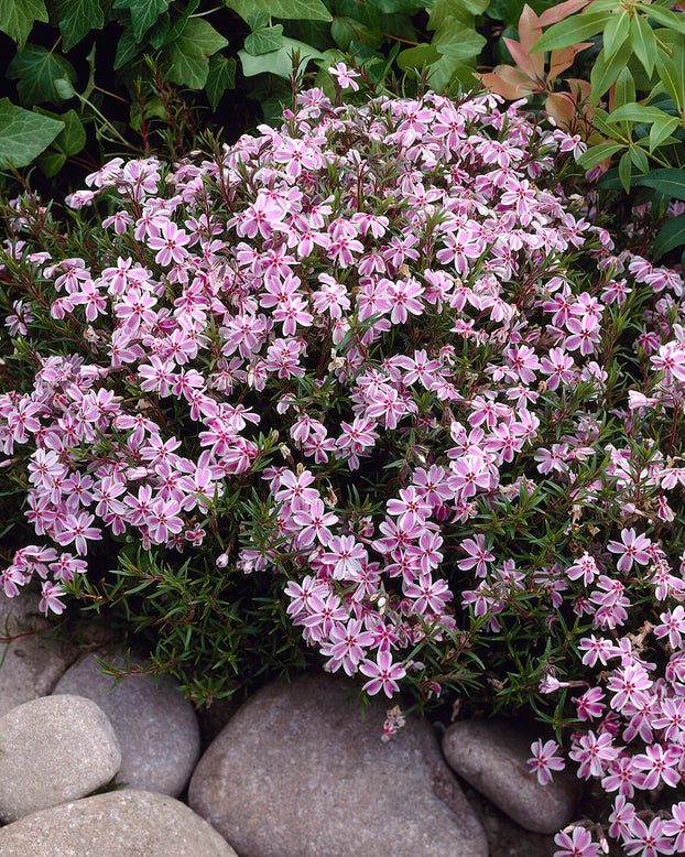 Phlox 'Candy Stripe'