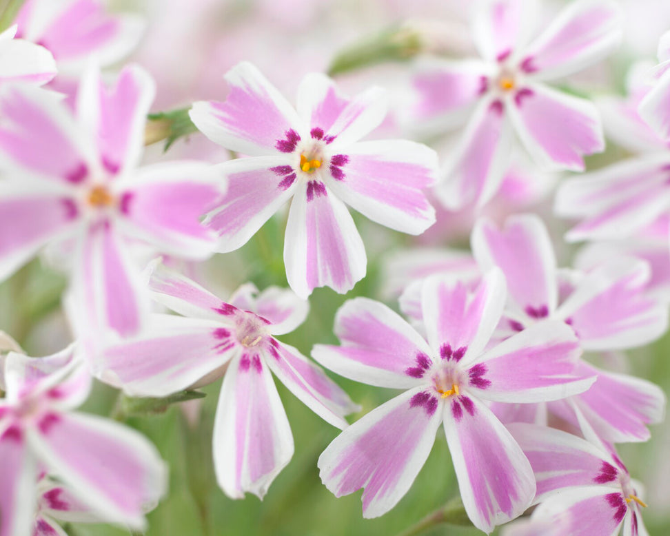 Phlox 'Candy Stripe'