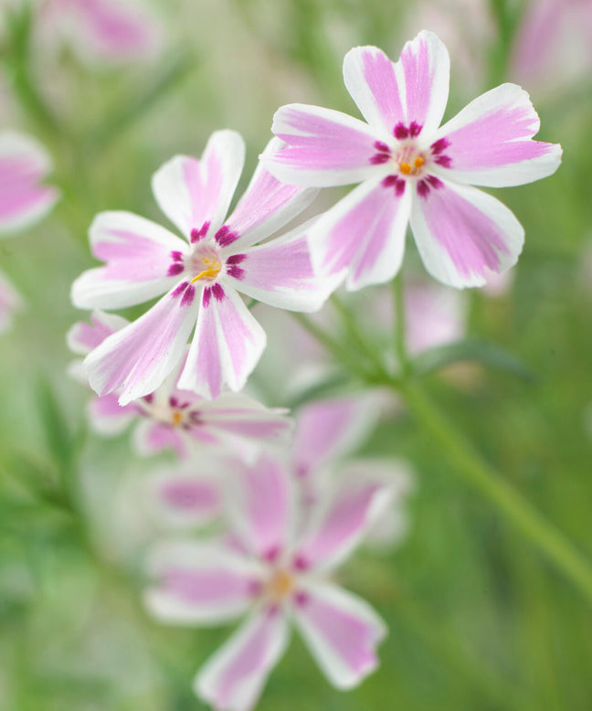 Phlox 'Candy Stripe'