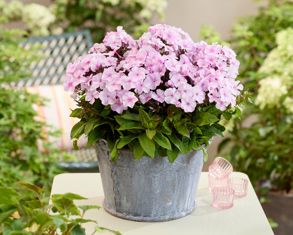 Phlox 'Flatscreen Blush'