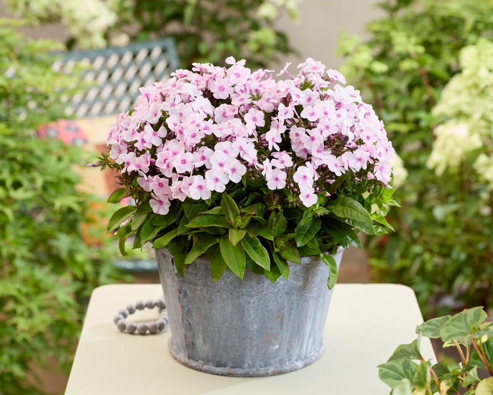 Phlox 'Flatscreen Blush'