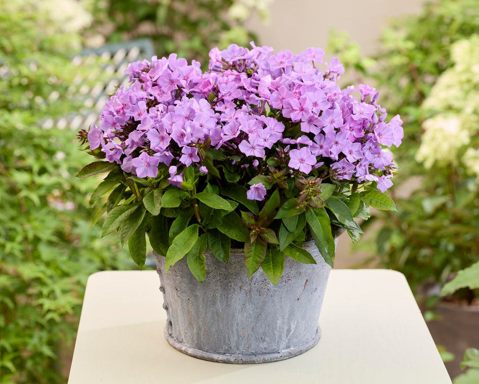 Phlox 'Flatscreen Haze'