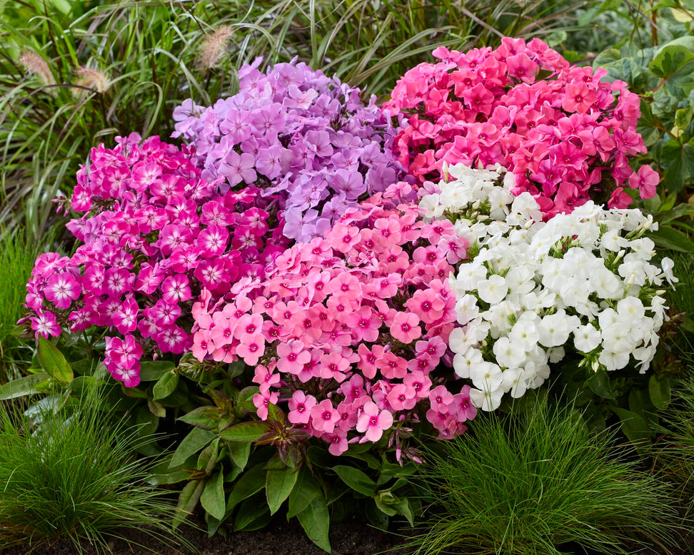 Phlox 'Flatscreen Haze'
