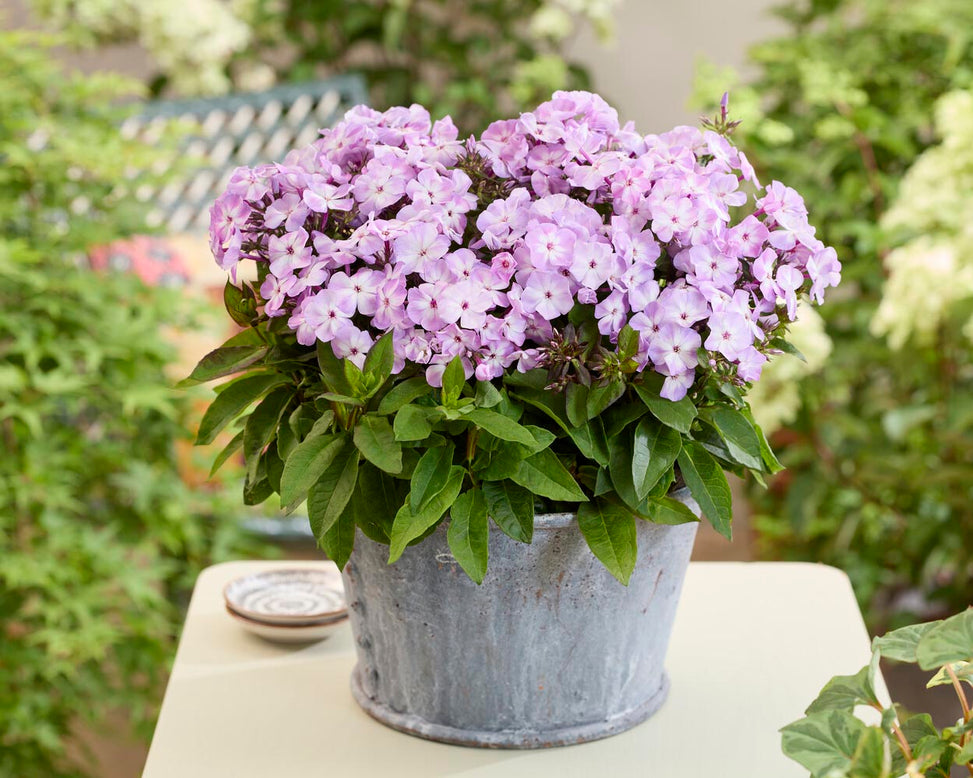 Phlox 'Flatscreen Dawn'
