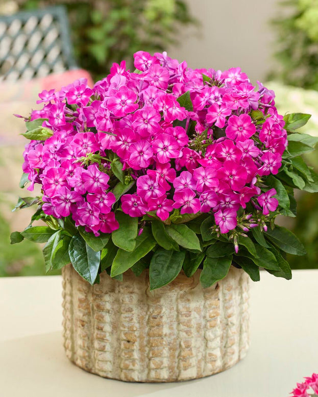 Phlox 'Flatscreen Dusk'