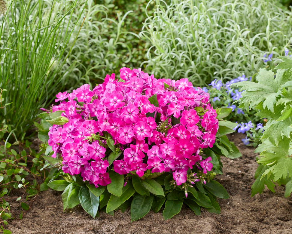 Phlox 'Flatscreen Dusk'