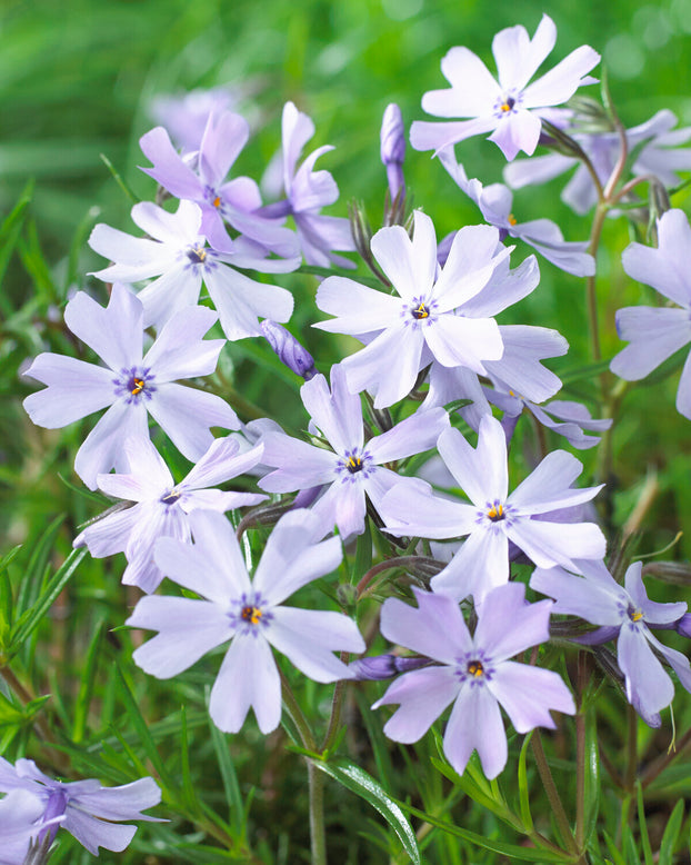 Phlox 'Ground Blue'