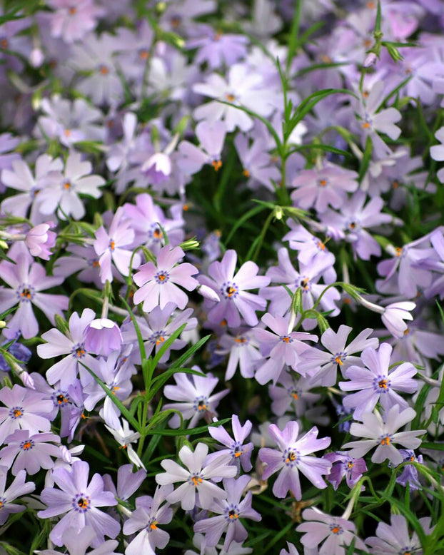 Phlox 'Ground Blue'