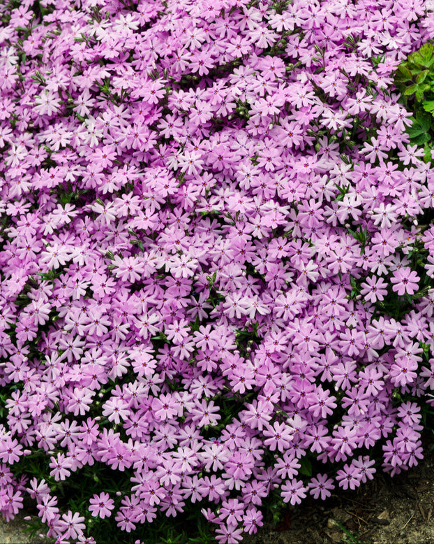 Phlox 'Ground Pink'