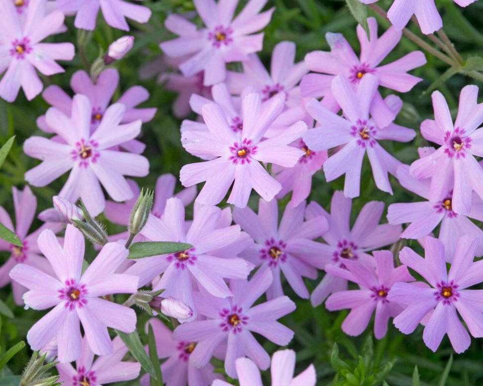 Phlox 'Ground Pink'