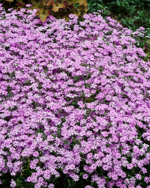 Phlox 'Ground Pink'