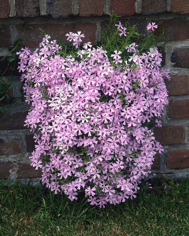 Phlox 'Ground Pink'