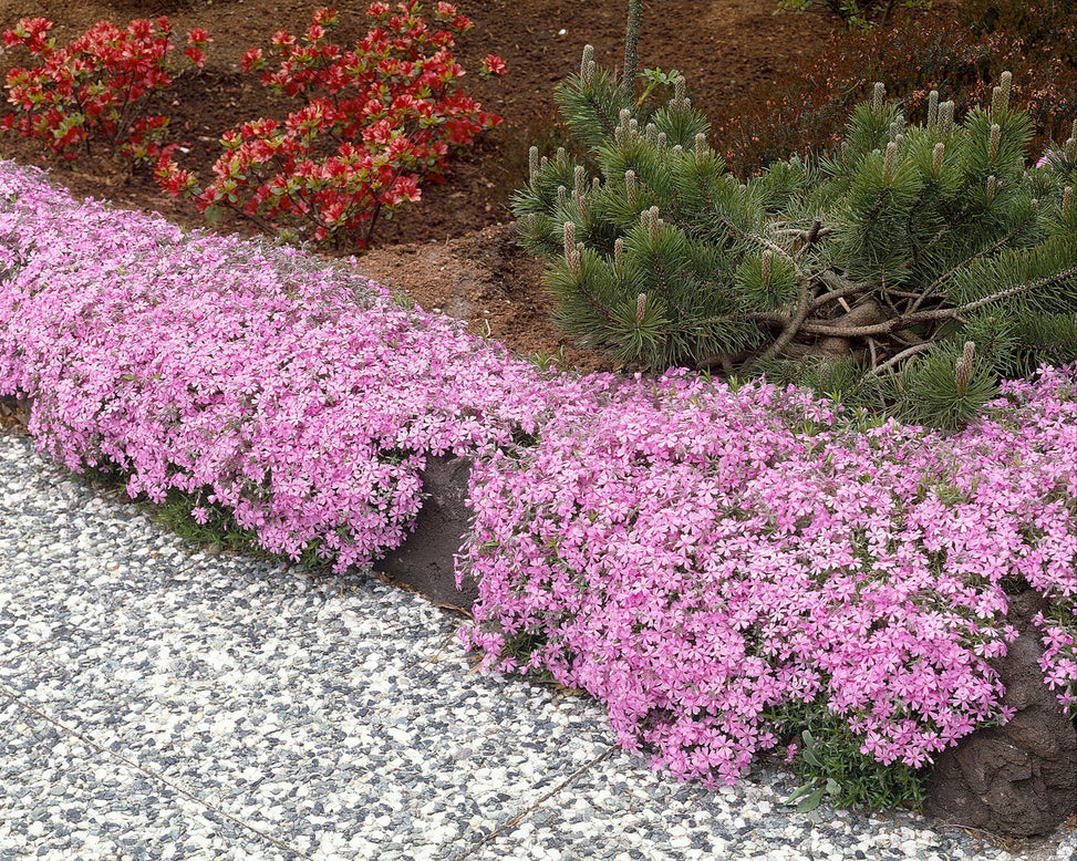 Phlox 'Ground Pink'