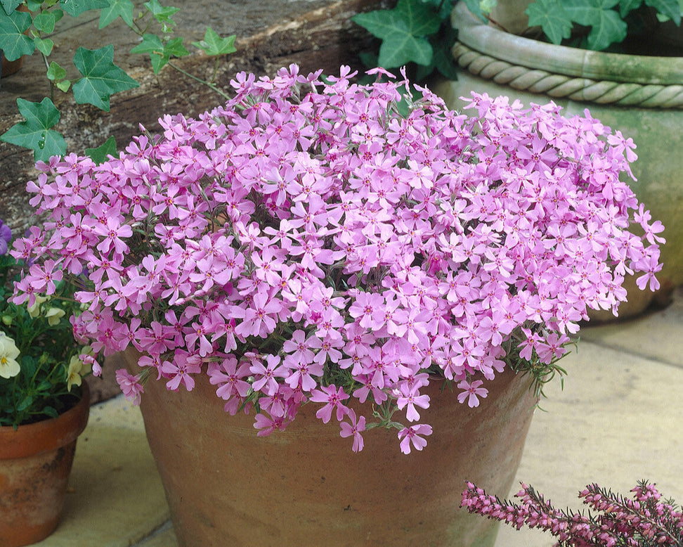Phlox 'Ground Pink'