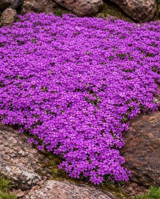 Phlox 'Ground Purple' Phlox 'Ground Purple'