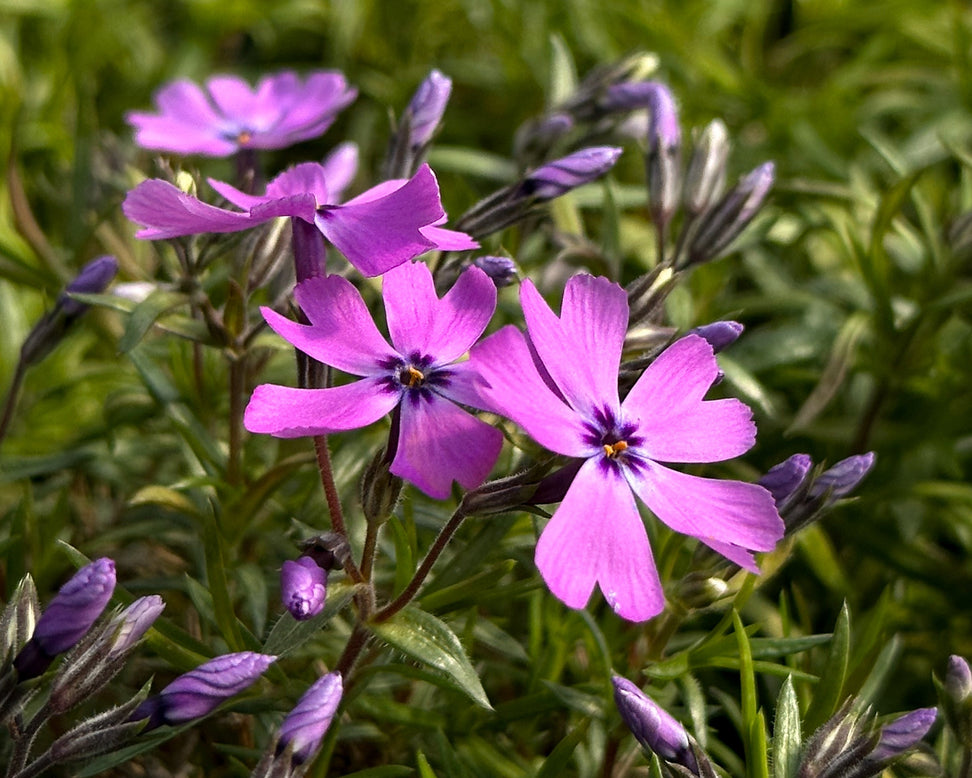Phlox 'Ground Purple'