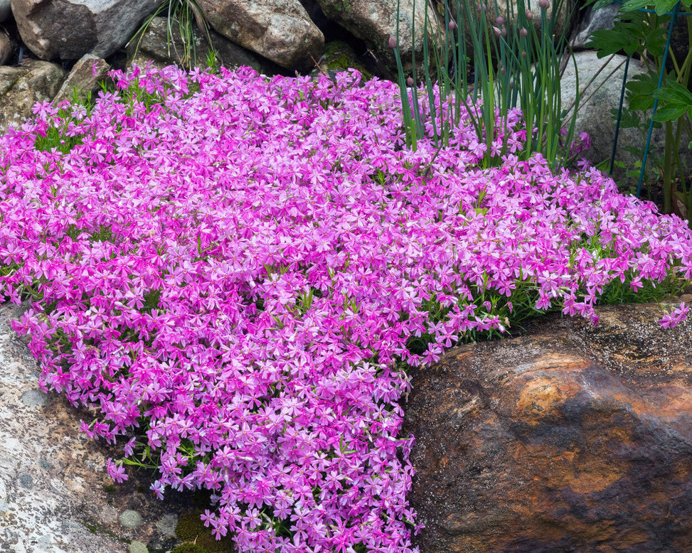 Phlox 'Ground Purple'