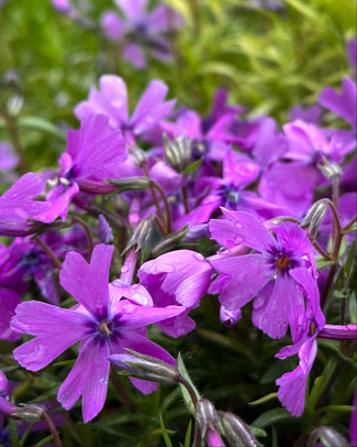 Phlox 'Ground Purple' Phlox 'Ground Purple'