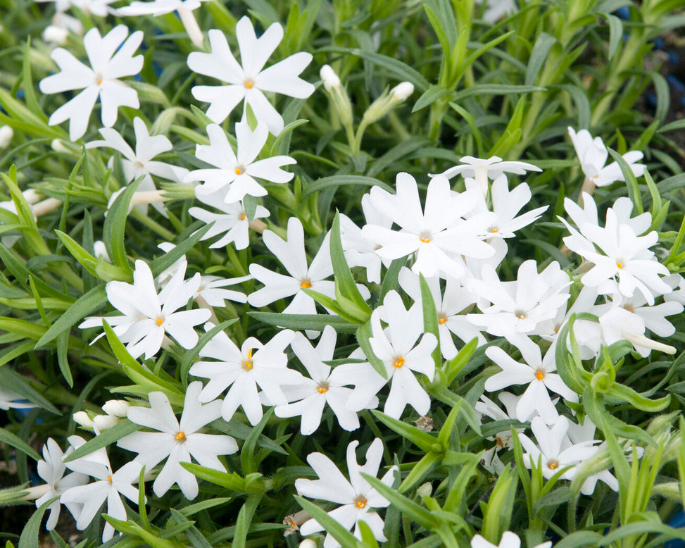 Phlox 'Ground White'