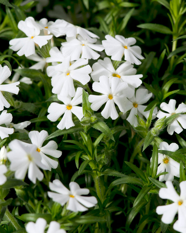 Phlox 'Ground White'