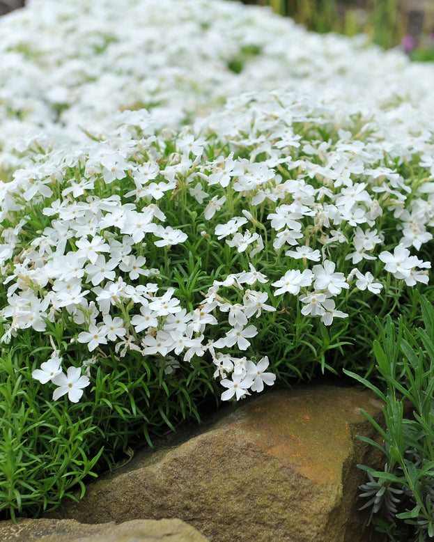 Phlox 'Ground White'