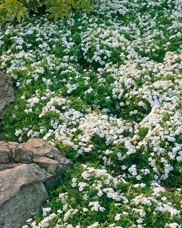 Phlox 'Ground White'