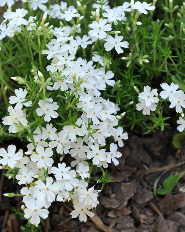 Phlox 'Ground White'