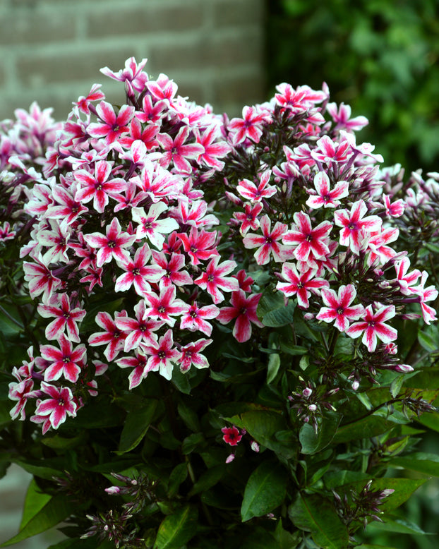 Phlox 'Palmyra'