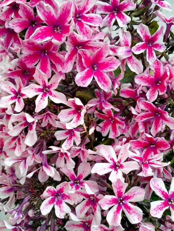 Phlox 'Palmyra'