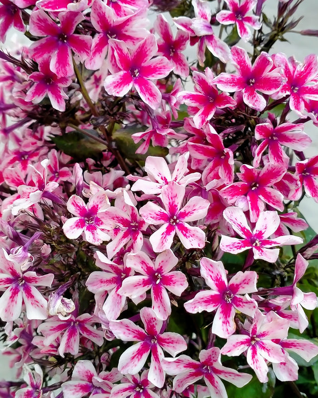 Phlox 'Palmyra'