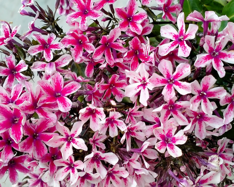 Phlox 'Palmyra'