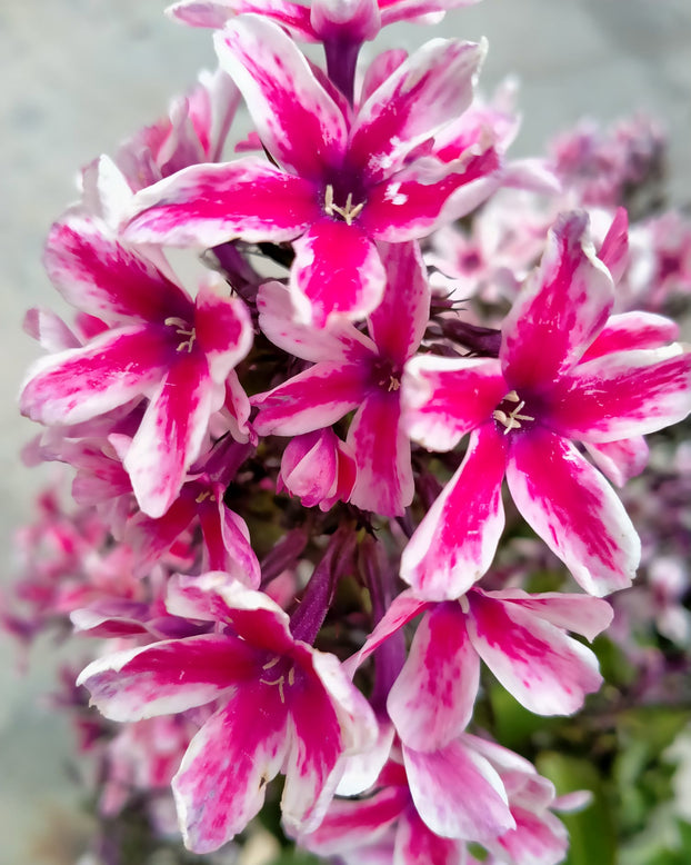 Phlox 'Palmyra'