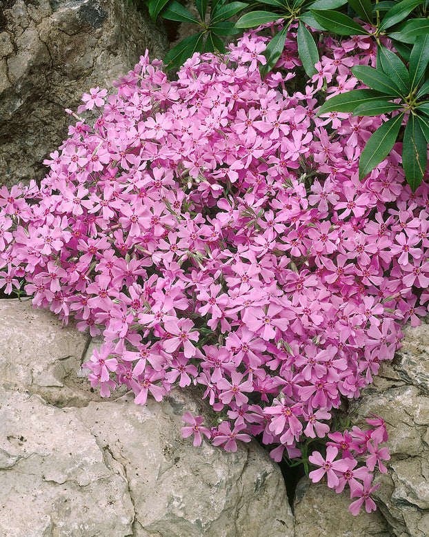 Phlox 'Ground Pink'