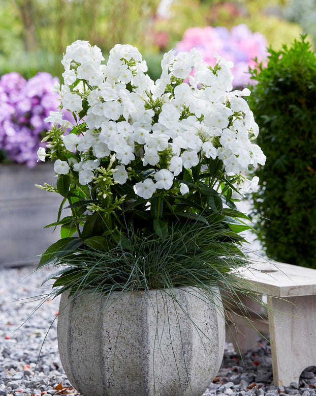 Phlox 'Sweet Summer Snow'