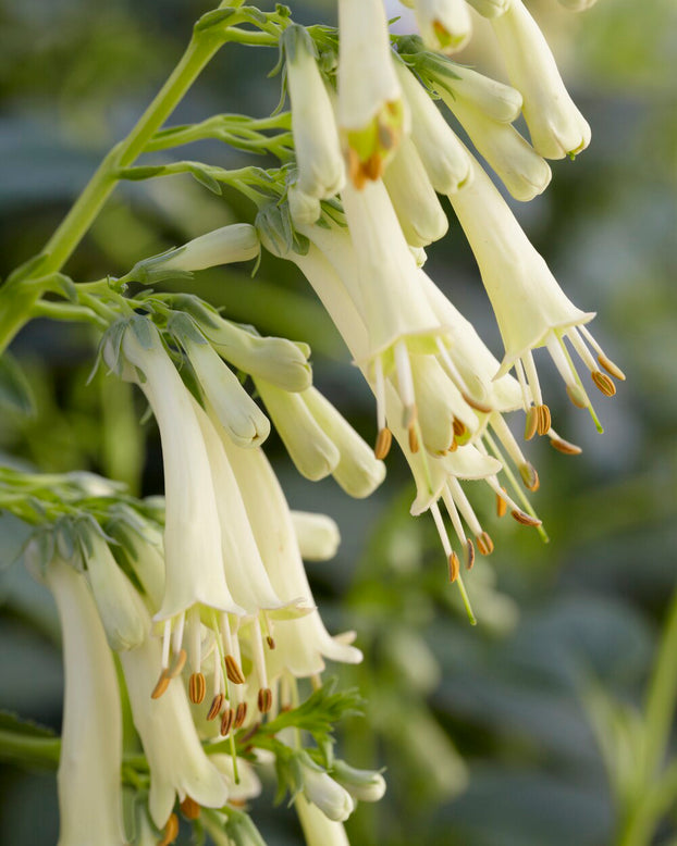 Phygelius 'Candy Drops Cream'