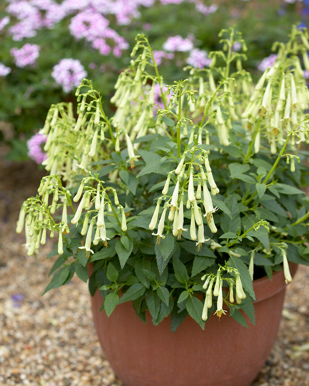 Phygelius 'Candy Drops Cream'