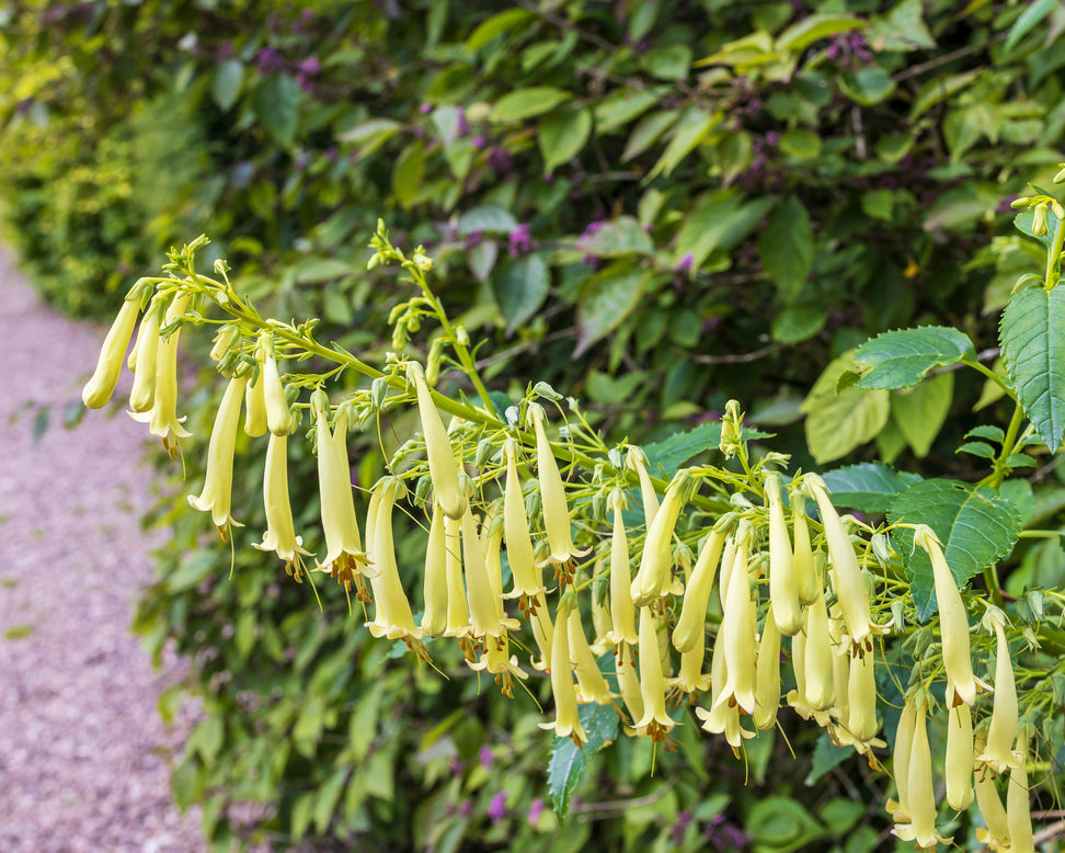 Phygelius 'Candy Drops Cream'