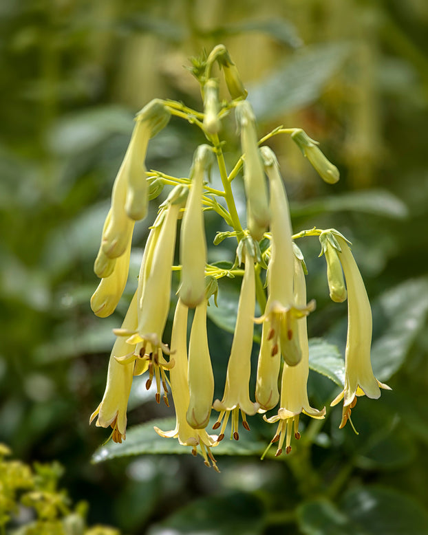 Phygelius 'Candy Drops Cream'