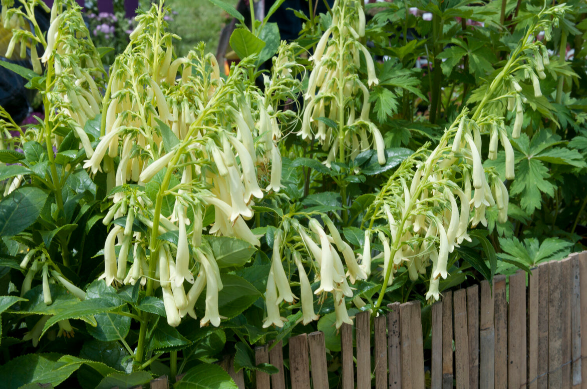 Phygelius 'Candy Drops Cream'