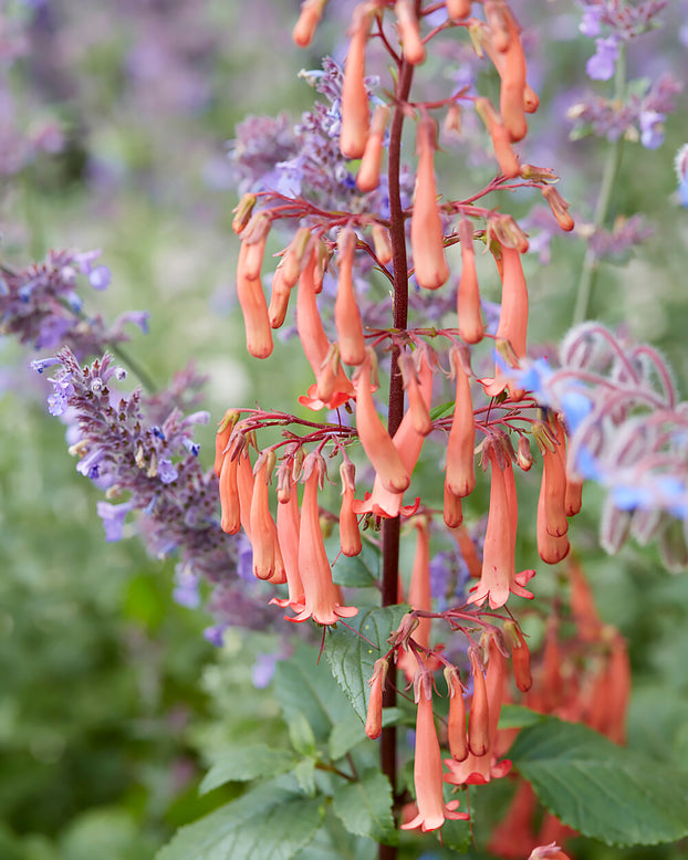Phygelius 'Candy Drops Tangerine'